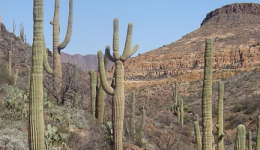 Arizona National Scenic Trail