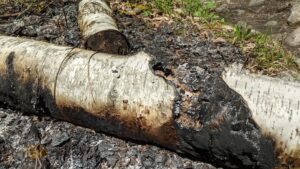 Close-up image of a fallen birch tree with a severe burn scar.