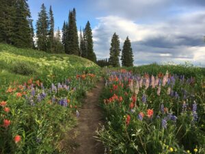 A field full of flowers backed by pine trees in Muddy pass