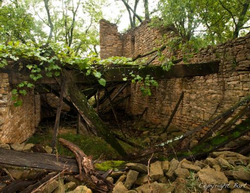 Stone walls in a forest with green leaves covering it