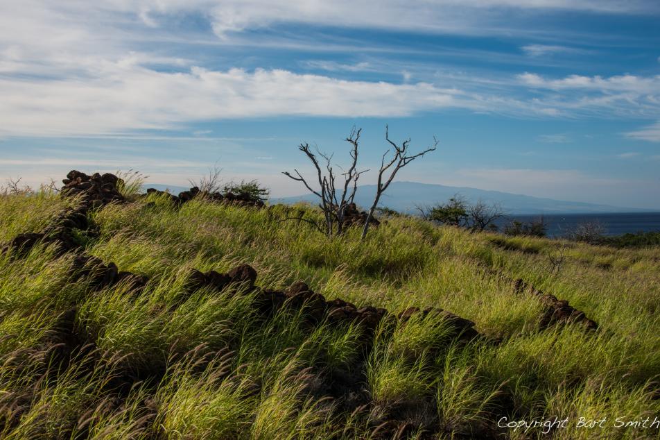 Grassy hill with a tree in the center surrounded by rocks. Partly cloudy skies in the background. 