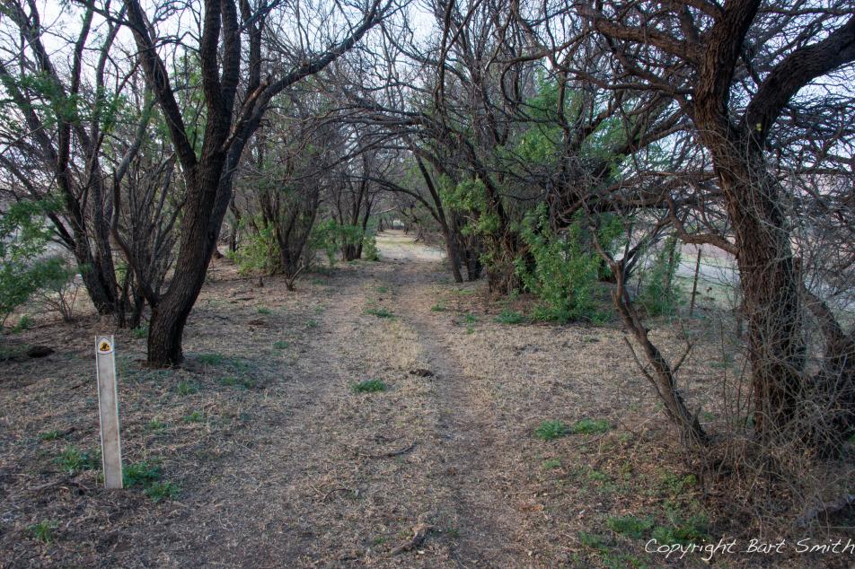 Trail in between trees without leaves