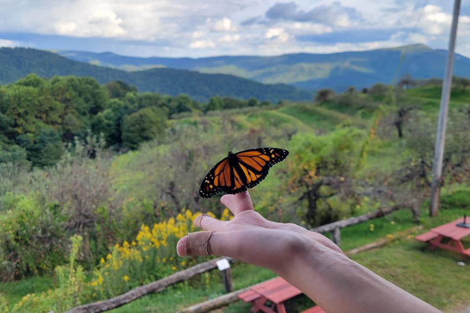 Monarch butterfly perched on someone's finger