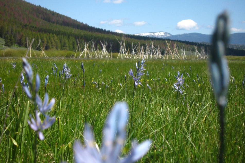 Flowers in a field