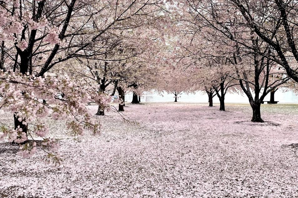 Cherry blossums