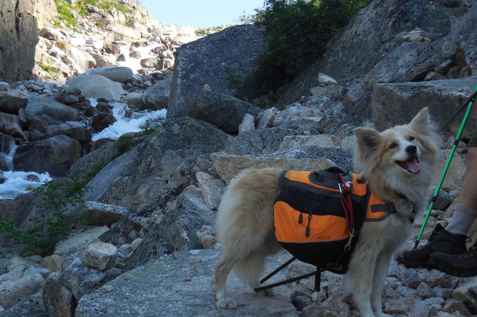 Chilkoot Dog
