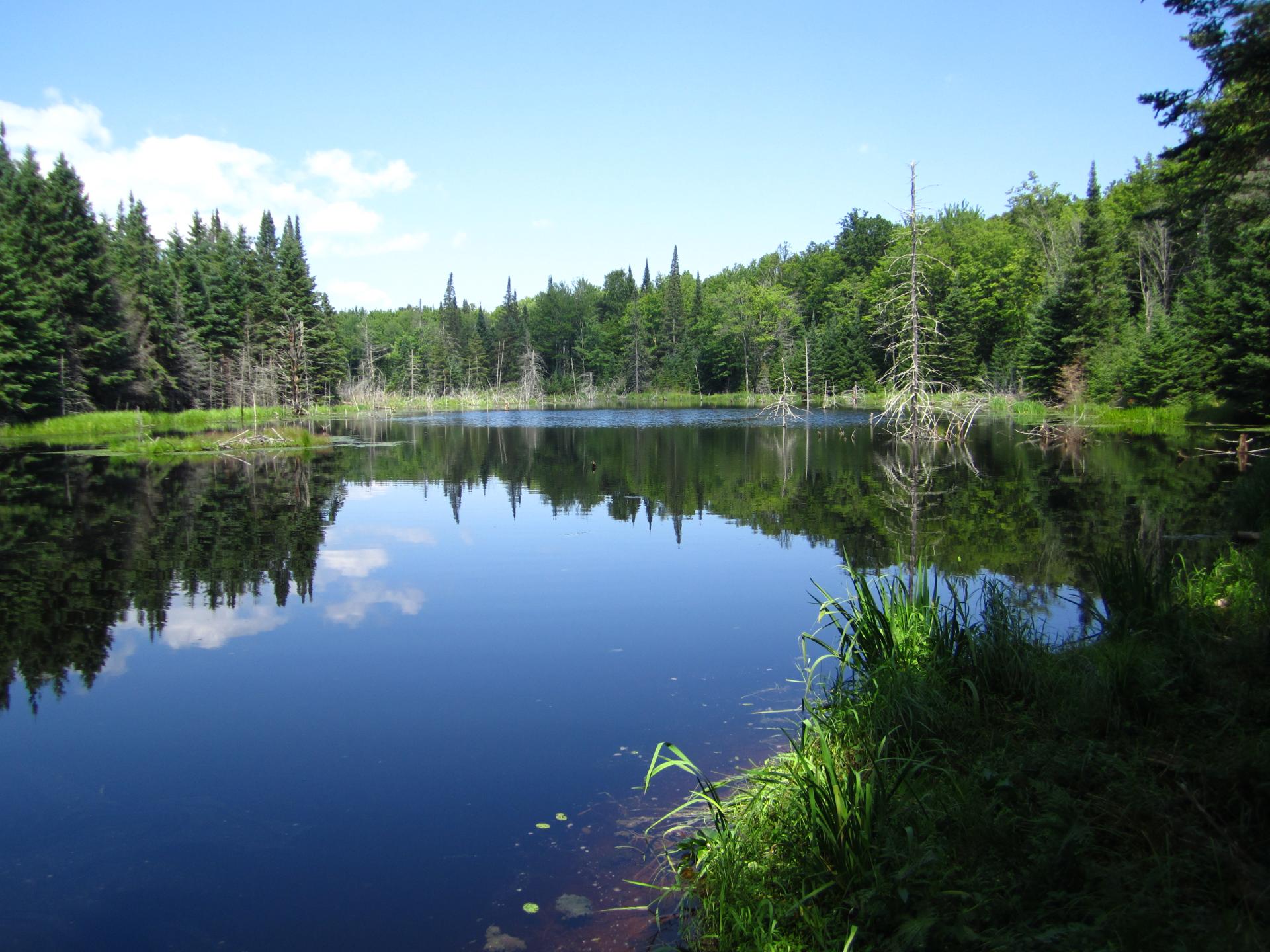 Blue lake reflecting pine trees