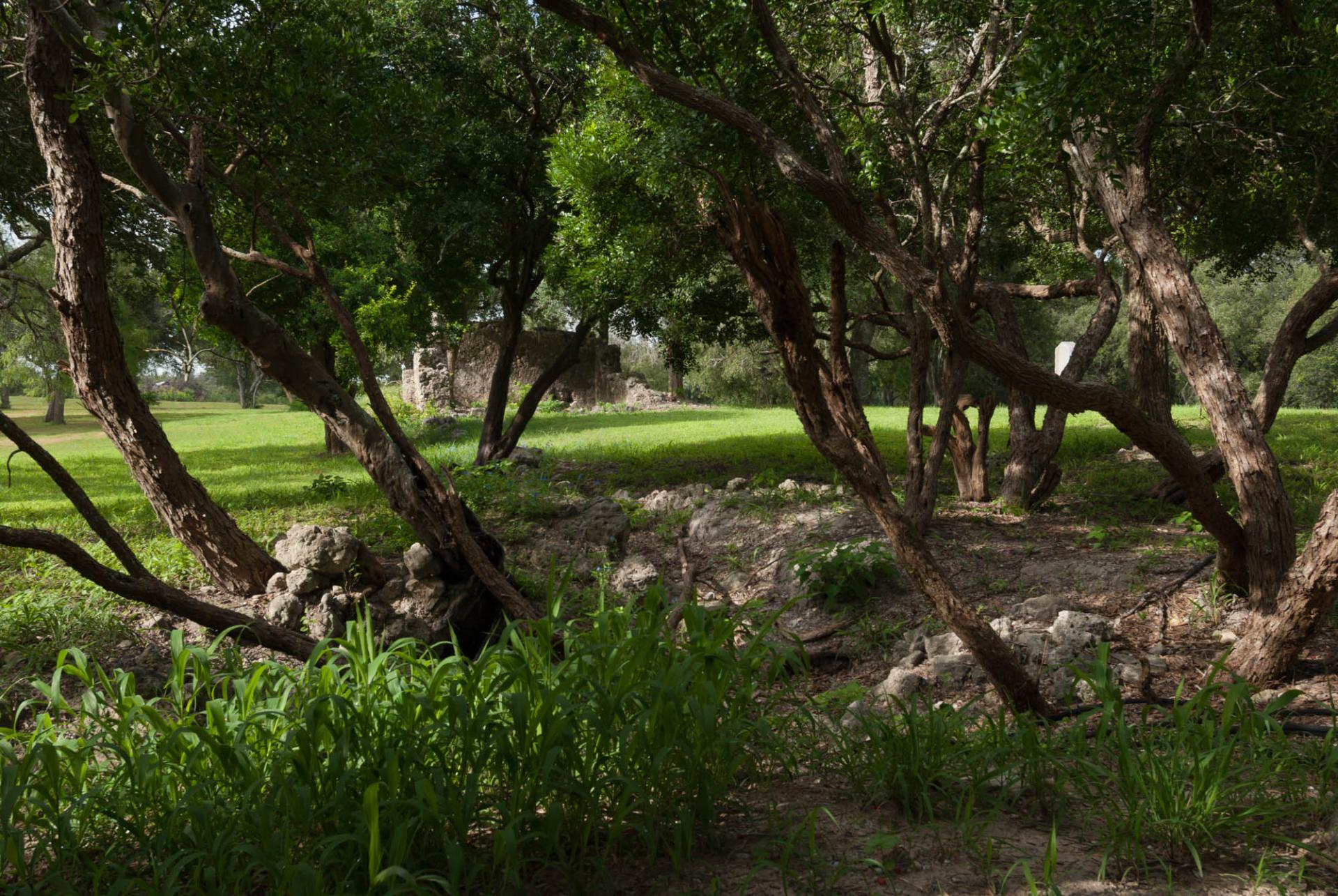 Green trees with a path leading in between