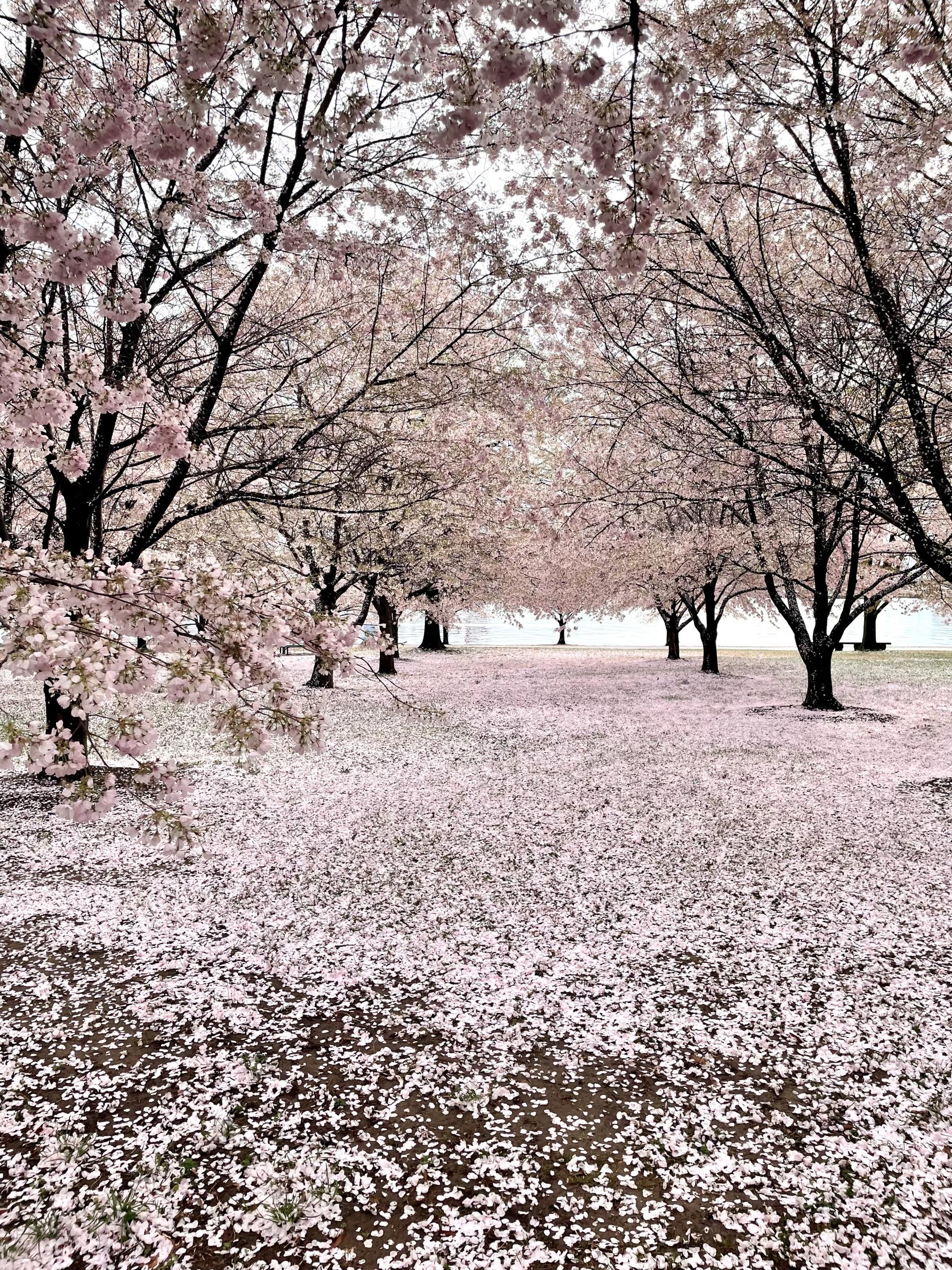 Cherry blossums