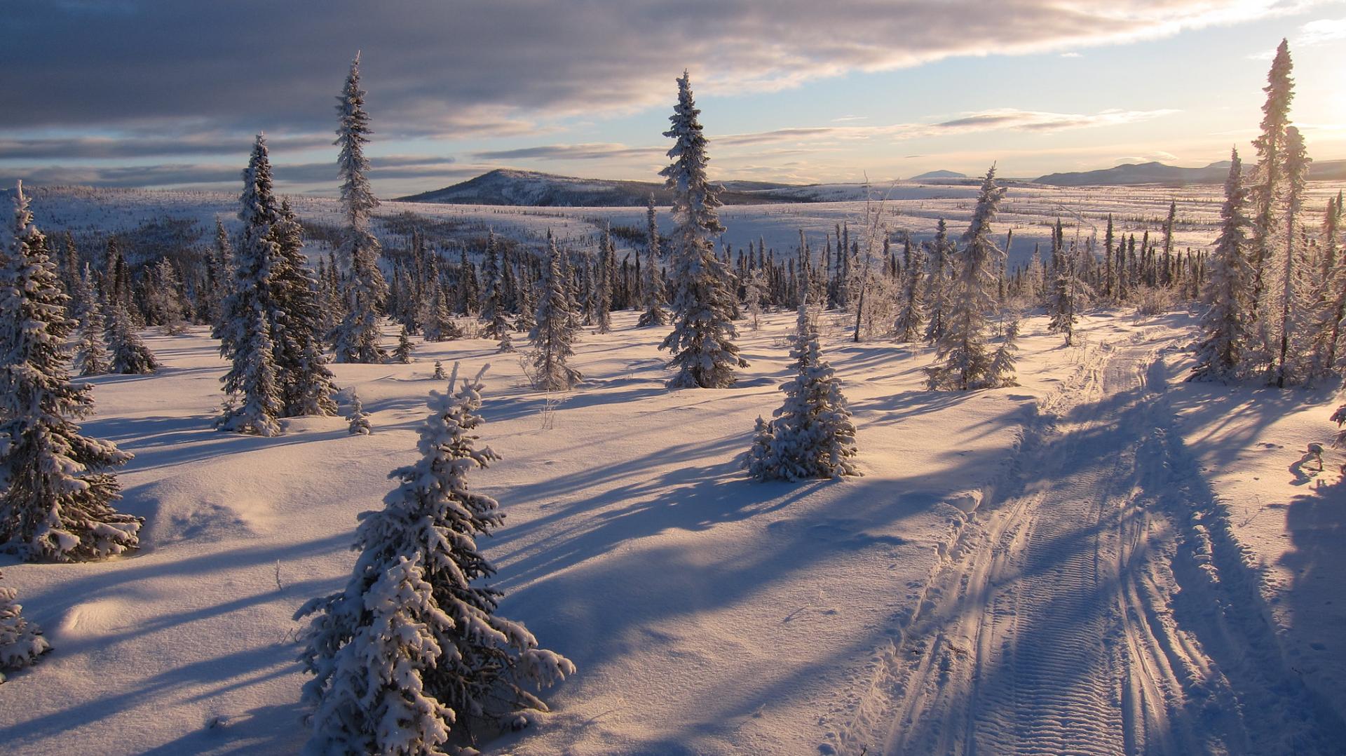 Snowy forest with pine trees
