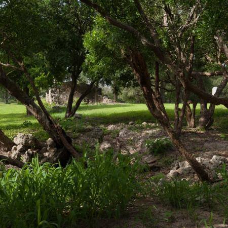 Green trees with a path leading in between