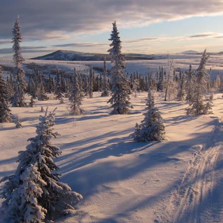 Snowy forest with pine trees